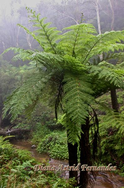 Australia-Blue-Mountains-National-Park-in-the-mist